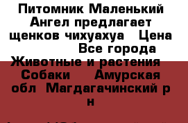 Питомник Маленький Ангел предлагает щенков чихуахуа › Цена ­ 10 000 - Все города Животные и растения » Собаки   . Амурская обл.,Магдагачинский р-н